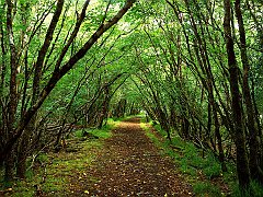Rossacroo-na-loo Wood, Near Kilgarvan, County Kerry, Ireland